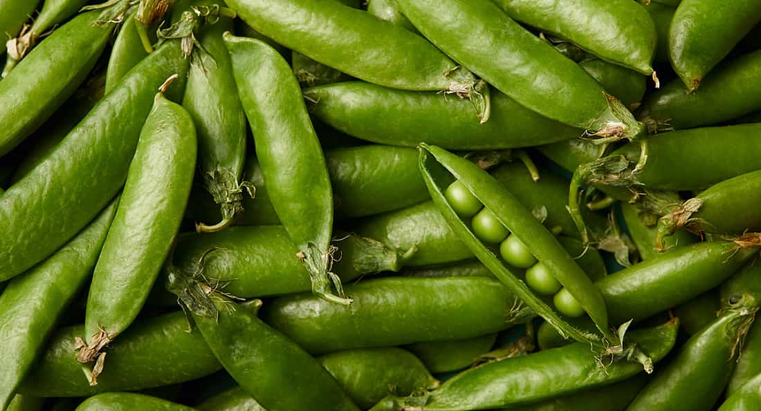 Ух, отличная зима в этом году выдалась! Морозец -10, все как мы любим, снежок! Ребята, айда в снежки с морозостойкой кукурузой играть?