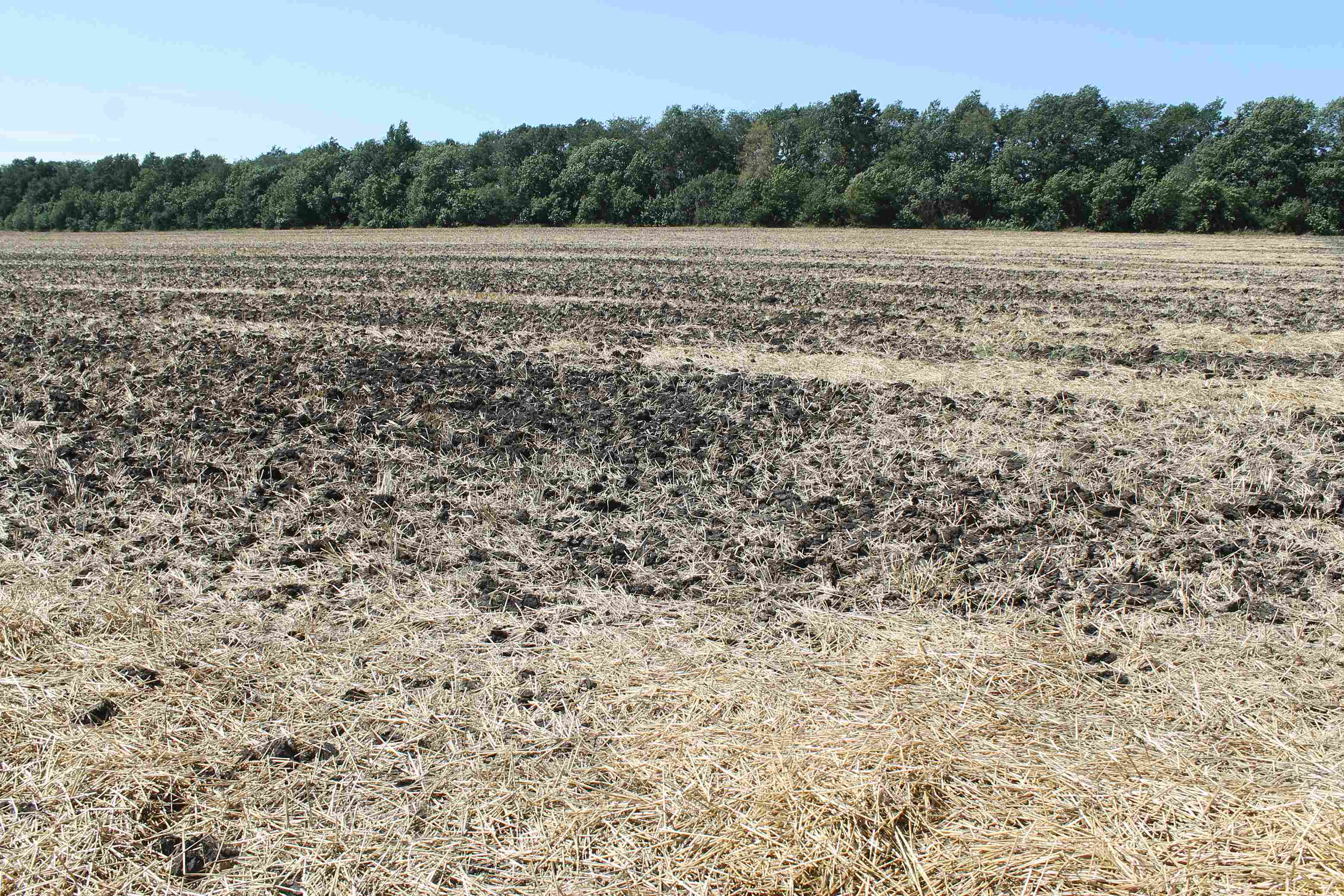 Поле после уборки озимых ждет посева сидератов. Источник: личный архив Елены Соколовой