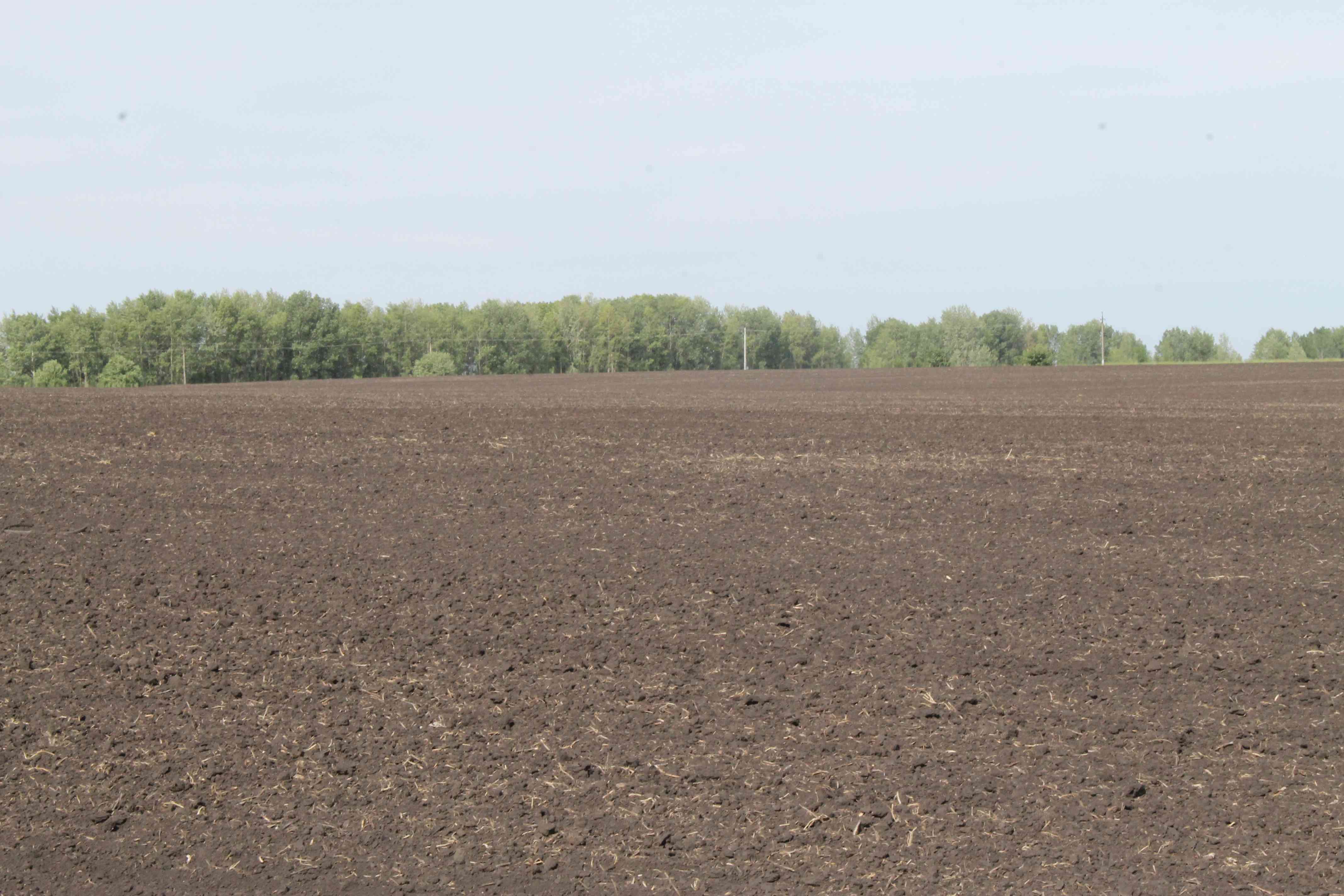 Черный пар перед севом озимых. Источник: личный архив Елены Соколовой