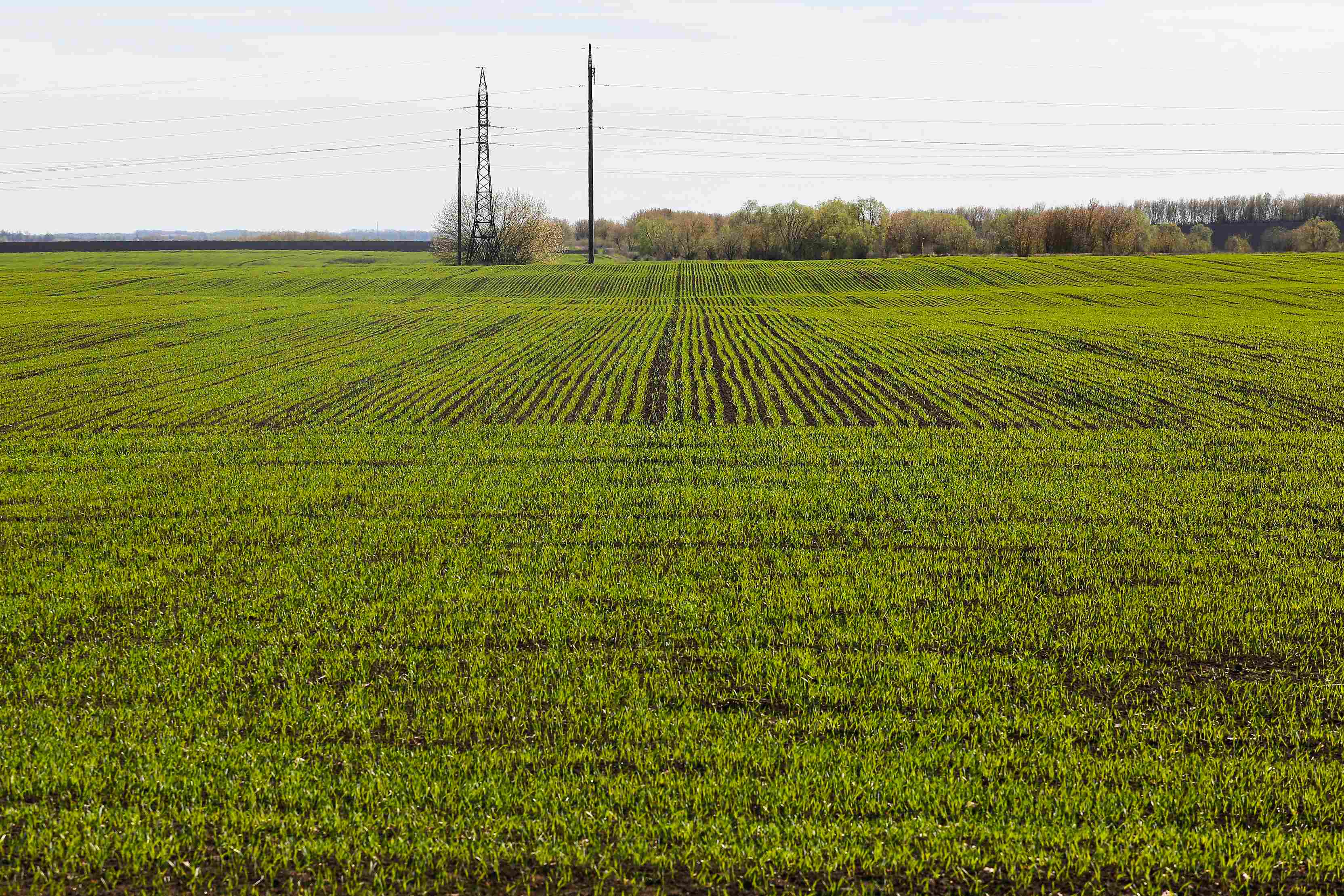 Источник: Поле.РФ