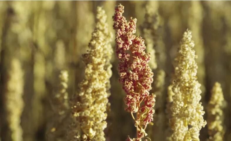 Источник: «Квиноа Центр»