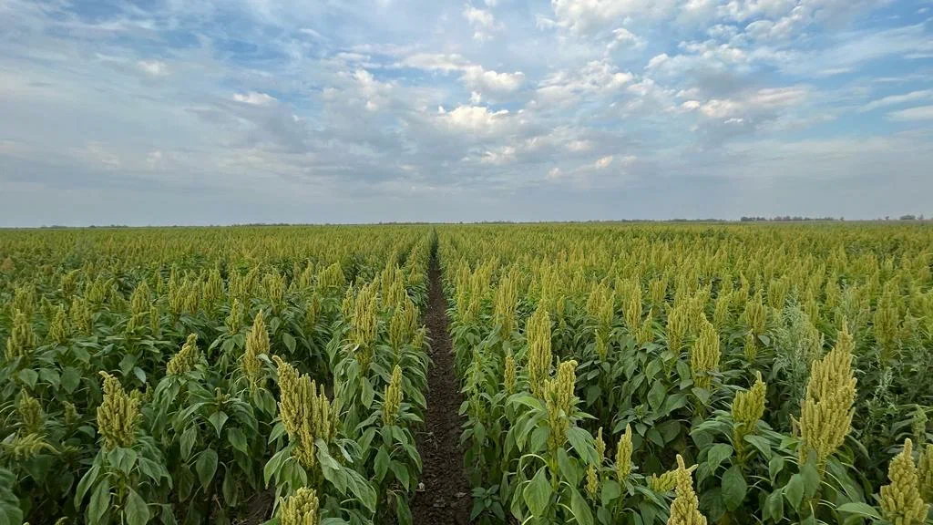 Поля амаранта. Источник: «АмарантАгро»