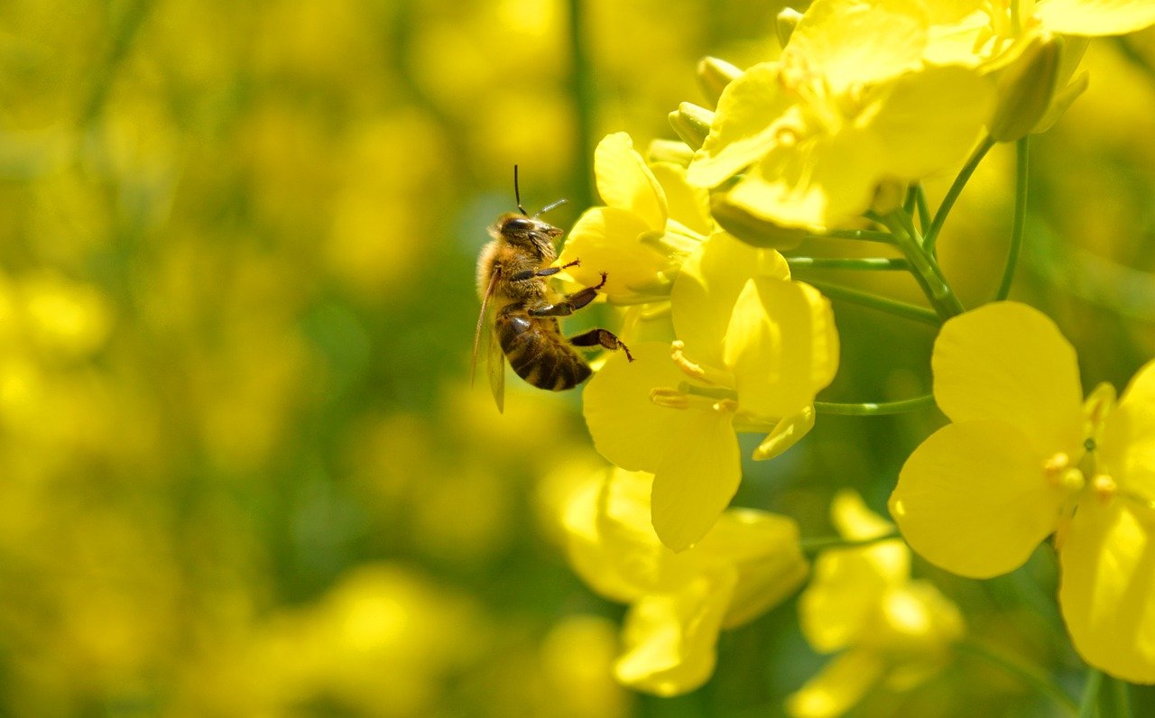 пчела