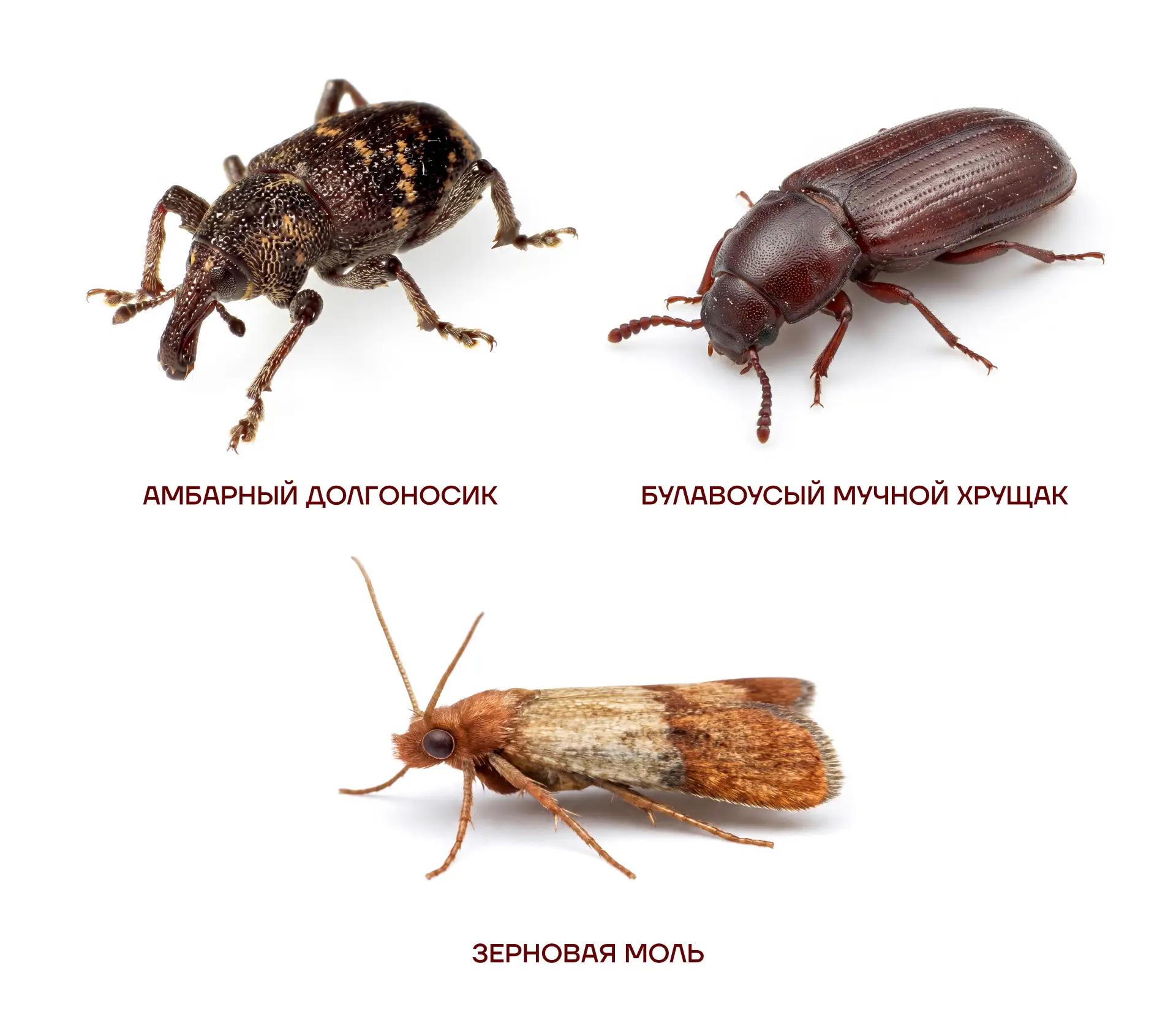 инфографика